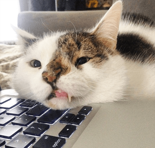 bub