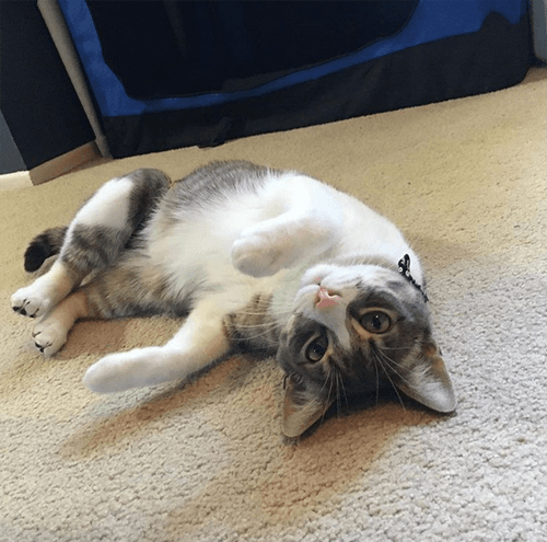 indy