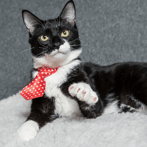tuxies