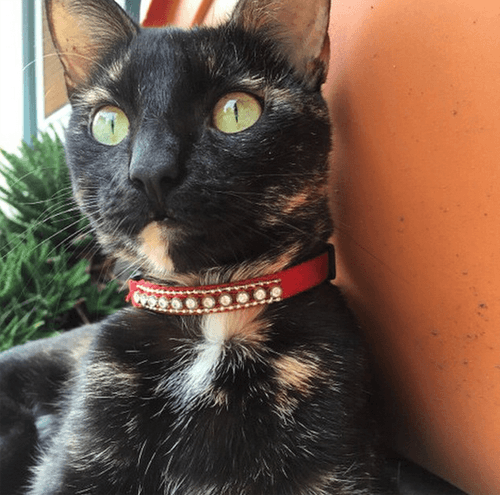 rosie