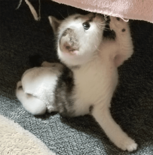 domino