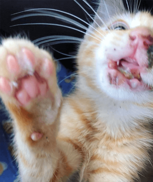 chester