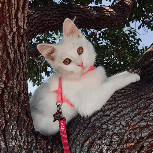 khaleesi