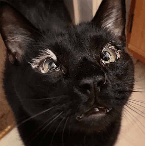 ryder