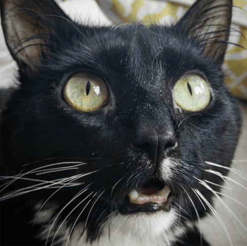 beautifulblackandwhitecatwithcerebellarhypoplasia