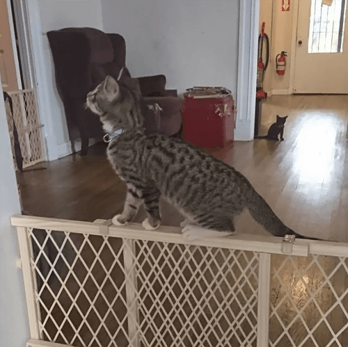 roomba
