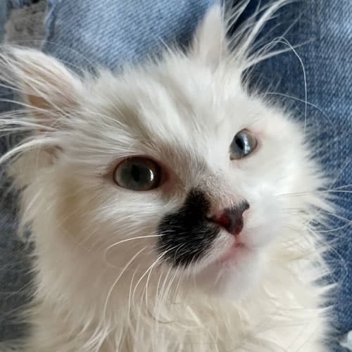 nilla