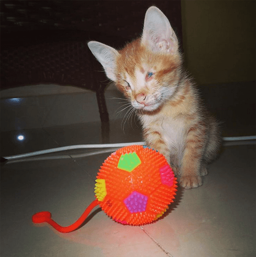 imli