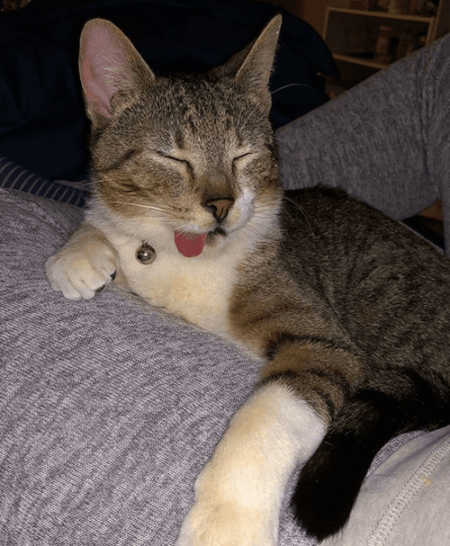 harvey