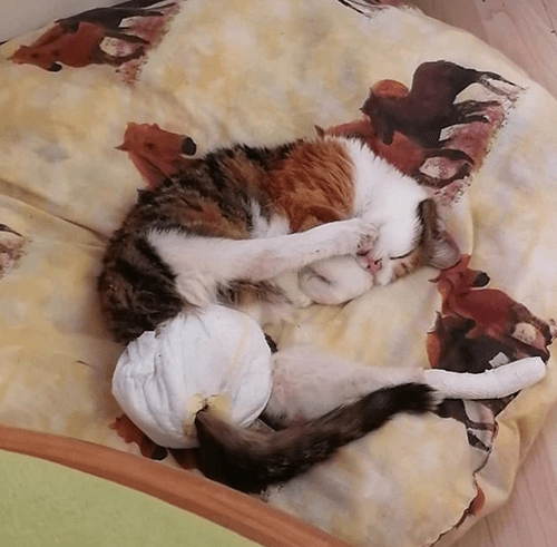 punktchen