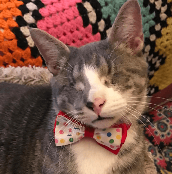 1catpajamas