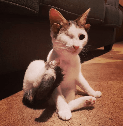 frankie