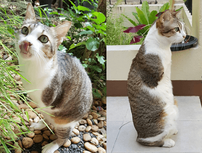 two legged cats feature