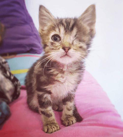 micky