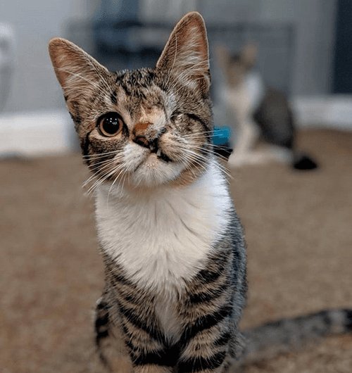 fiona