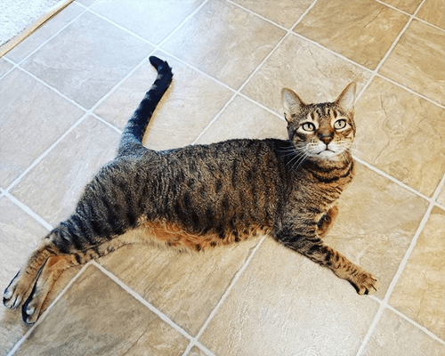 hemi