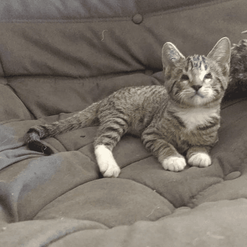 roomba