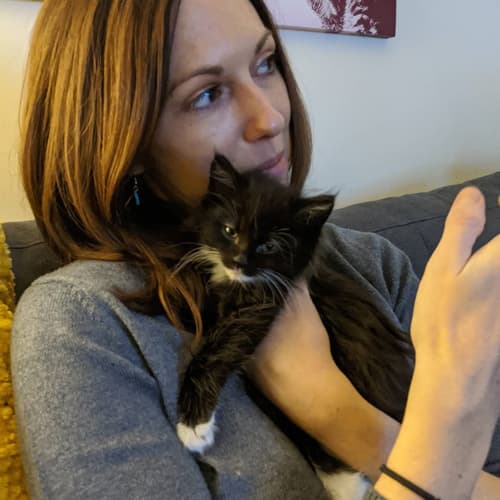 tuxedo kitten with cerebellar hypoplasia