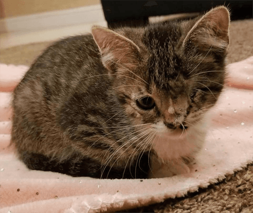 fiona