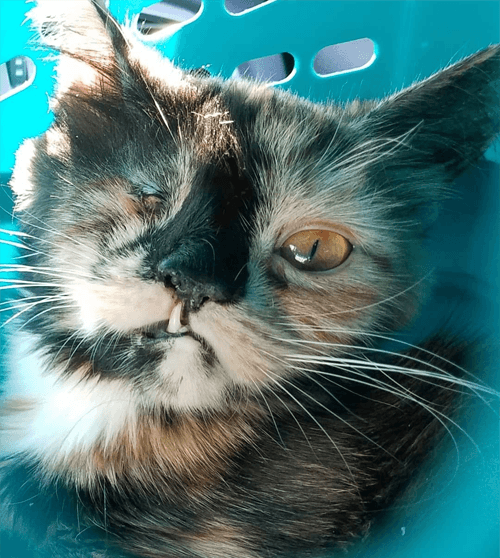 gretta