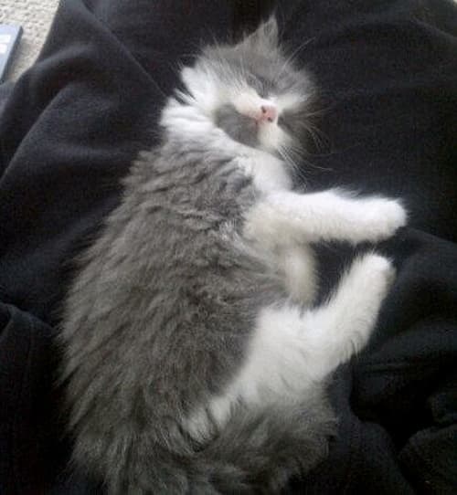 louie