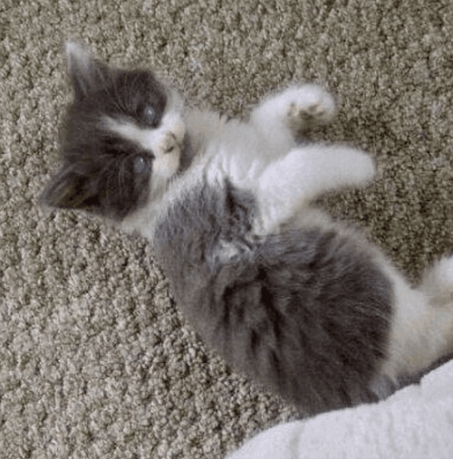 louie