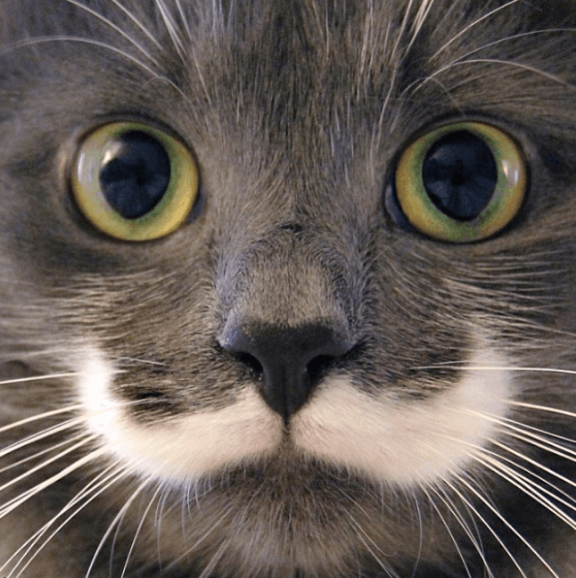 hamilton mustache cat feature
