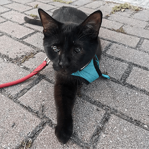 StickyHarness
