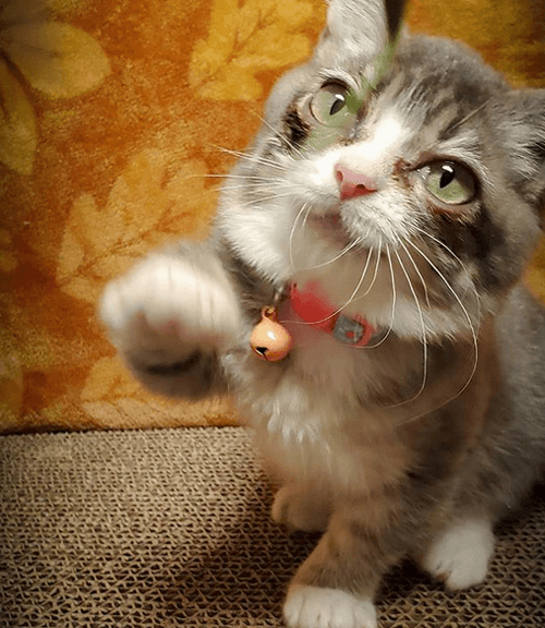 winky
