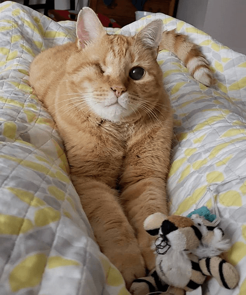 darwin