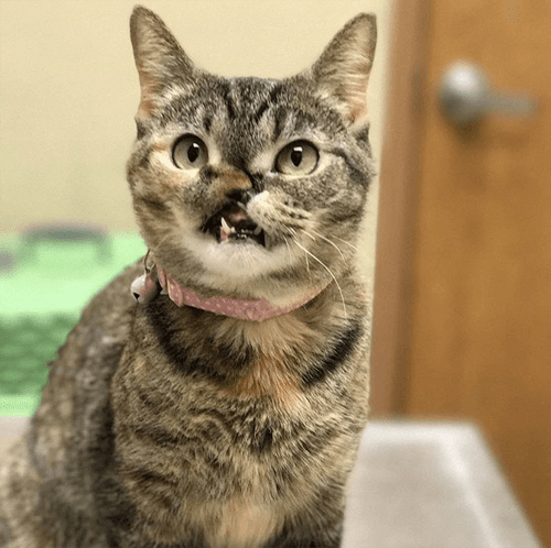 petunia