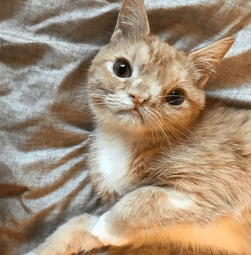 smush