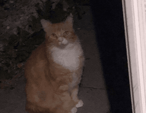 tony