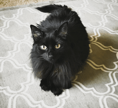 bb