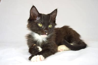 blackandwhitekittenwithcerebellarhypoplasia