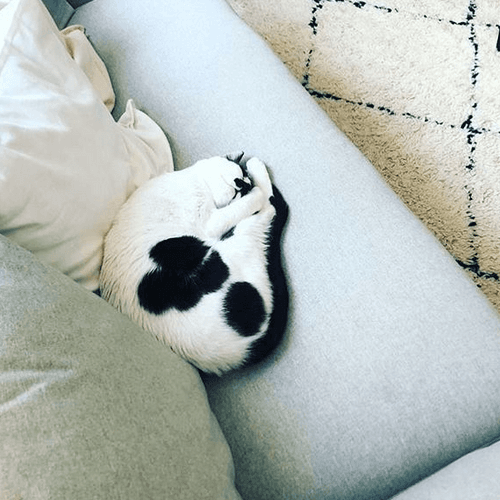 molly