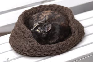 catbed