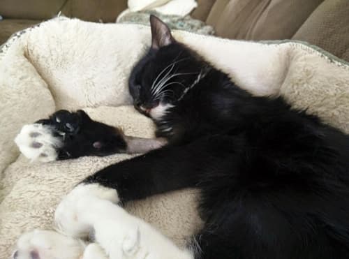 blackandwhitecatwithcerebellarhypoplasiaafteranmri