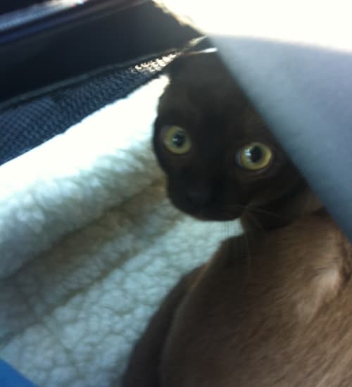 milo1