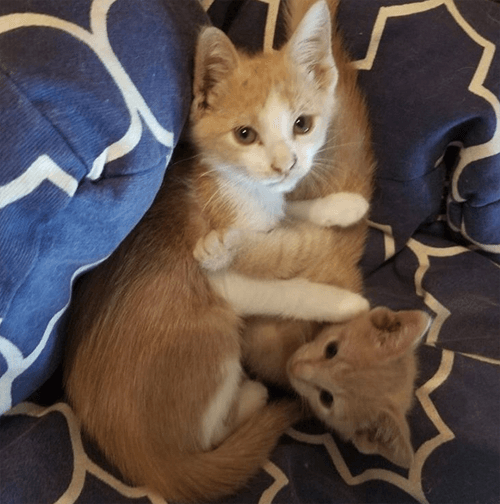 oatybagel
