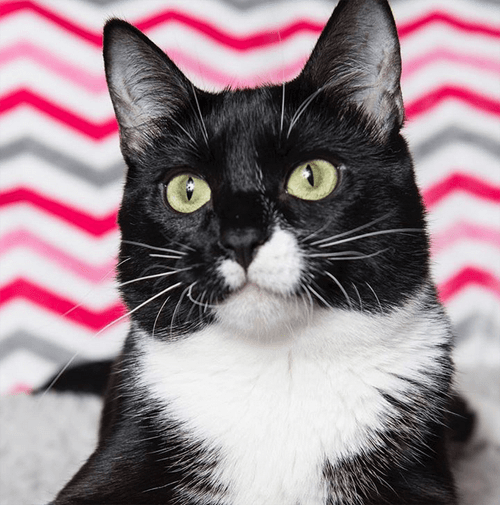 tuxies