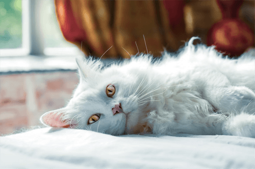 catlitter2forarticle