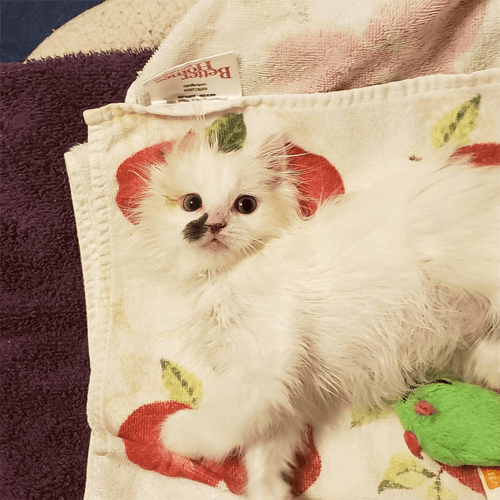 nilla