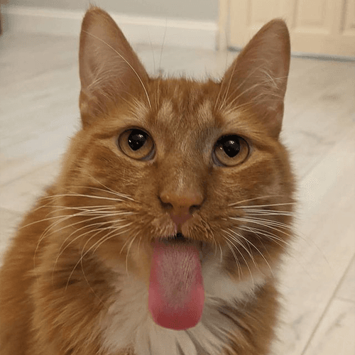 pablo