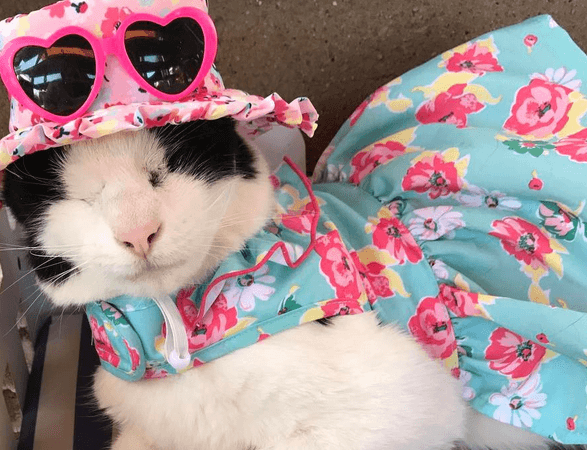 blindcatsfeature