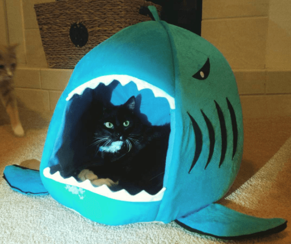 shark week cats feature
