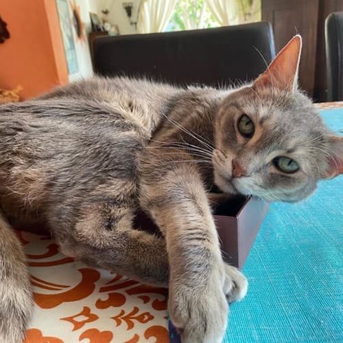 tabbycatwithirismelanonis