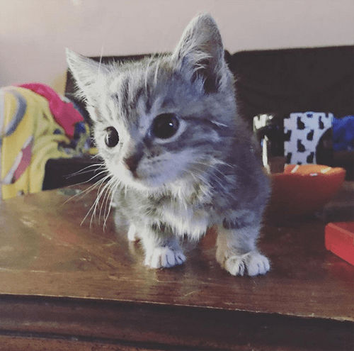 mouse