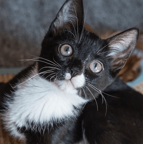tuxies