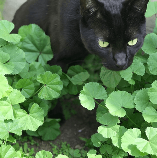 sammy